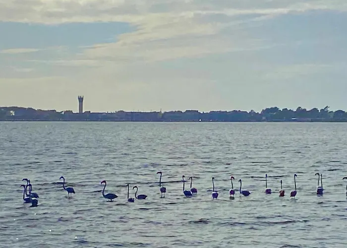 Hébergement de vacances Casa Do Cao Da Do Furadouro