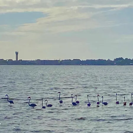 Tatil Evi Casa Do Cao Da Do Furadouro